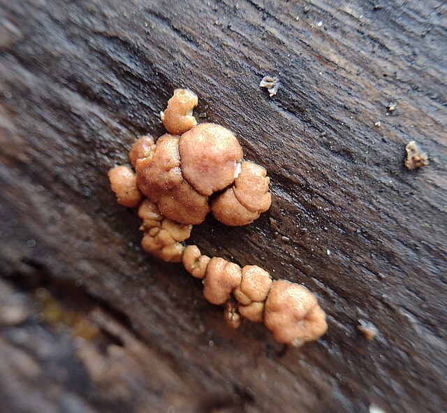 Trichoderma europaeum. Species of fungus.