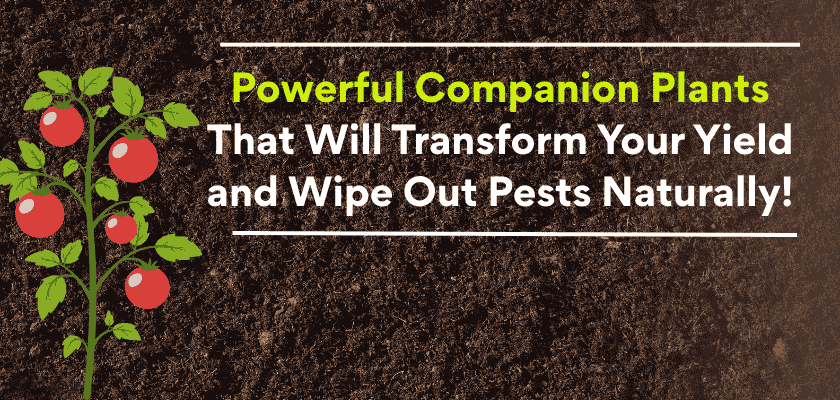 Powerful companion plants